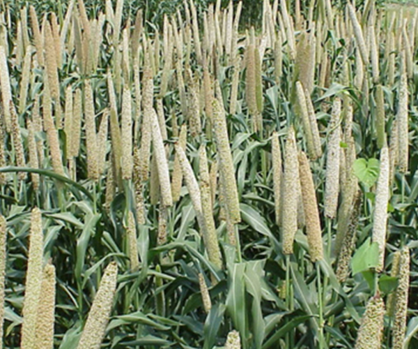 Hybrid Pearl Millet - Zoom in