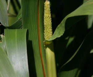 Hybrid Pearl Millet - Single Plant