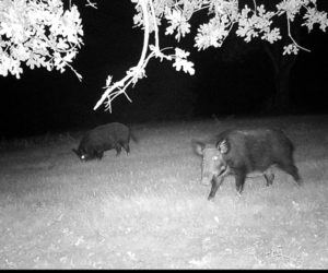 Hogs in a field