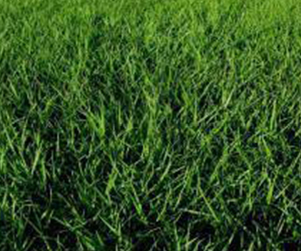 Tif Quick Bahia grass