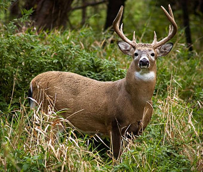 Bow blend rack king premium deer plot mixture (131120)(1) .