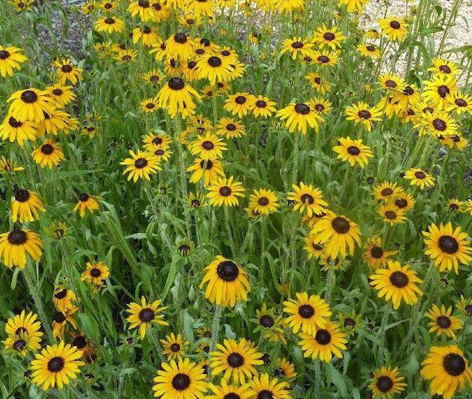 Texas Sunflower