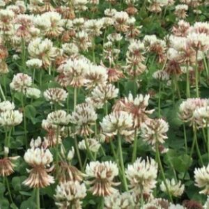 CLOVER, SEMINOLE LADINO WITH NITRO-COAT (50 POUNDS)