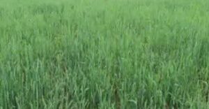 3R PASTURE MIX (50 POUNDS)