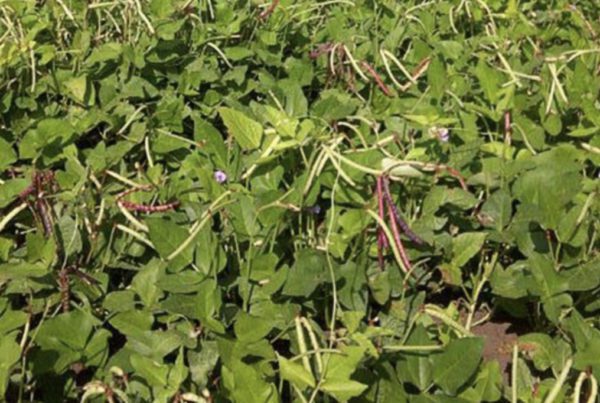 thumbnail image 2 of Wax Seed Pinkeye Purple Hull Cowpea Seeds – 5 & 10 Lb Options (Benefits St. Jude) 2 of 5