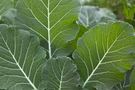 COLLARDS, IMPACT FORAGE (50 POUNDS)