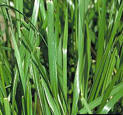 RYEGRASS, SWEET T TETRAPLOID (50 POUNDS)
